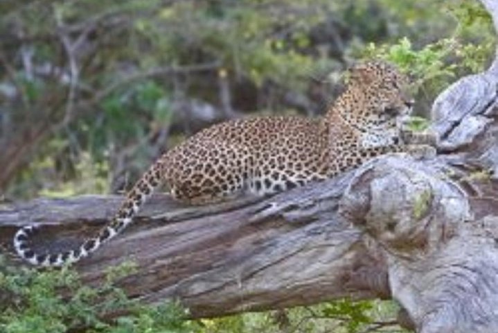 A leopard at Yala